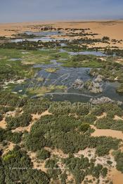 Image du Maroc Professionnelle de  Vue aérienne de la partie stagnante de la Sakia Al Hamra au environ de Laayoune où des oiseaux migrateurs comme les flamants roses trouvent refuge et repos durant leur voyage selon la saison, le 9 Avril 2010. (Photo / Abdeljalil Bounhar)


